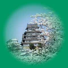 Kirschblüte in Japan